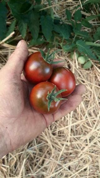 graines biologiques de tomate black vernissage pensez sauvage