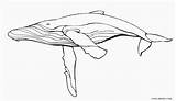 Whale Coloring Humpback Pages Printable Kids Cool2bkids sketch template