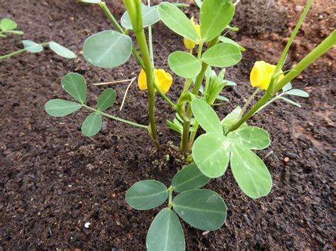 gardening mallorca growing peanuts   garden