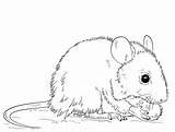 Maus Ausdrucken Mice Kostenlos Malvorlagen Ausmalbild Waldmaus Mäuse sketch template