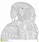 Coloring Parrot Pages Mandala Bird sketch template