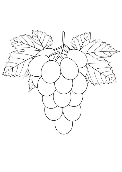 coloring pictures  grapes  file svg png dxf eps