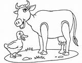 Koeien Kleurplaten Cows Fun Kids Koe Coloring Kleurplaat Cow Van Pages Kuh Template Animated Cute Boyama Zo sketch template