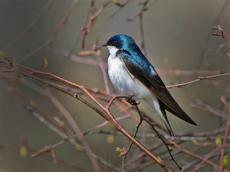 tree swallows  cavity nesters      nest boxes