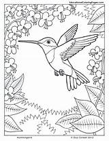 Coloring Hummingbird Pages Kids Print Books Adult Sheets Humming sketch template