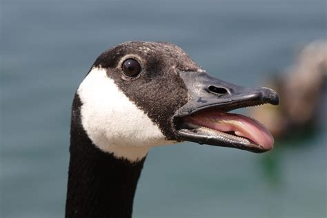 Dead Canada Goose Falls From Sky And Knocks Out Hunter