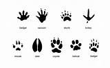 Tracks Animal Mammal Common Footprints Coloring Pages Print Iverson Carlyn Animals Paw Raccoon Foot Mouse Zoo Deer Skunk Badger Large sketch template