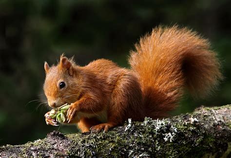 red squirrels  giant leap scottish wildlife trust