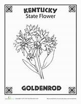 Kentucky State Coloring Flower History Mft Tour Fashion Old Pages sketch template