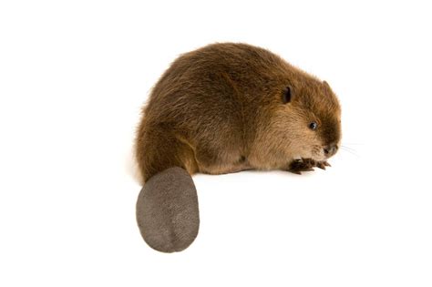 Beaver Butts Emit Goo Used For Vanilla Flavoring