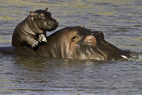fun hippo facts