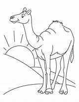 Camel Desert Coloring Pages Sahara Color Drawing Animal Clipart Clip Printable Habitat Kids Cartoon Colouring Animals Standing Bestcoloringpages Arabian Print sketch template