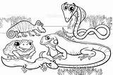 Coloring Pages Amphibian Amphibians Reptiles Reptile Kids Getdrawings Sticker Template Pixers Visualization Seller sketch template