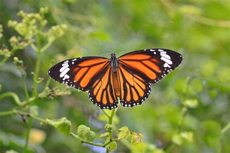 50 magnificent monarch butterfly facts you can t miss