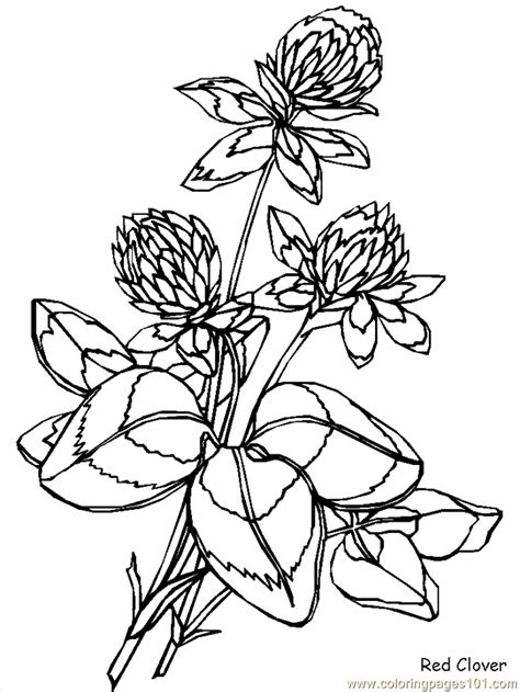 coloring pages realistic flowers cartoons realistic flowers