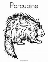Porcupine Coloring Pages Rat Printable Outline Animal Kids Twistynoodle Porcupines Book Preschool Built California Usa Beaver Noodle Choose Board sketch template