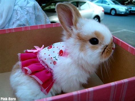 bunny fluffy girly pink rabbit image 106908 on