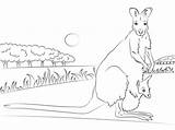 Wallaby Coloring Pages Baby Necked Red Printable Kangaroo Aboriginal Animal Supercoloring Colouring Template Drawing Australia Sketch Animals Categories Kangaroos sketch template