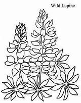 Coloring Bluebonnets Bluebonnet Texas Lupine Drawing Flower Template Designlooter 35kb 302px Pages Getdrawings Draw sketch template
