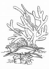 Cricut  Corals sketch template