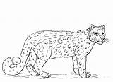 Gepard sketch template