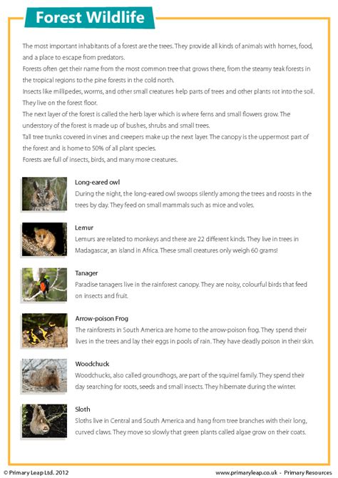 forest wildlife reading comprehension