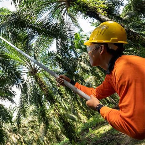 mitgliedschaft runder tisch fuer nachhaltiges palmoel rspo