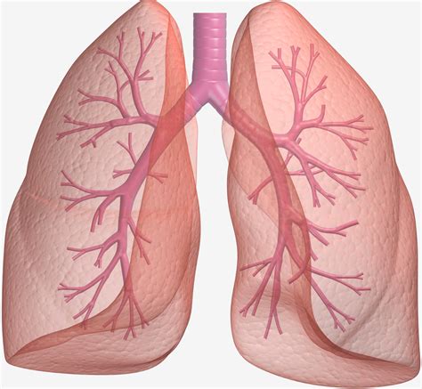 large scale genetic study sheds light  lung cancer national institutes  health nih