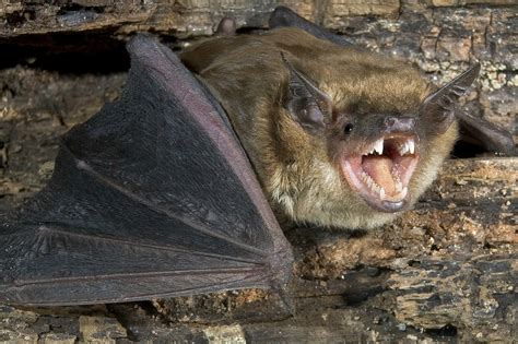 rabies bats  coming
