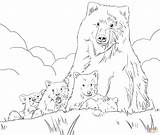 Bear Grizzly Coloring Cubs Pages Drawing Cub Realistic Mother Mohter Printable Color Bears Drawings Colorings Super Brown sketch template
