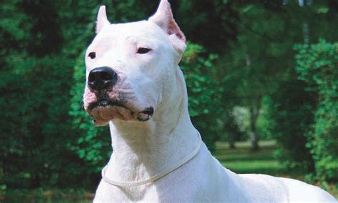 dogo argentino temperament lifespan shedding puppy