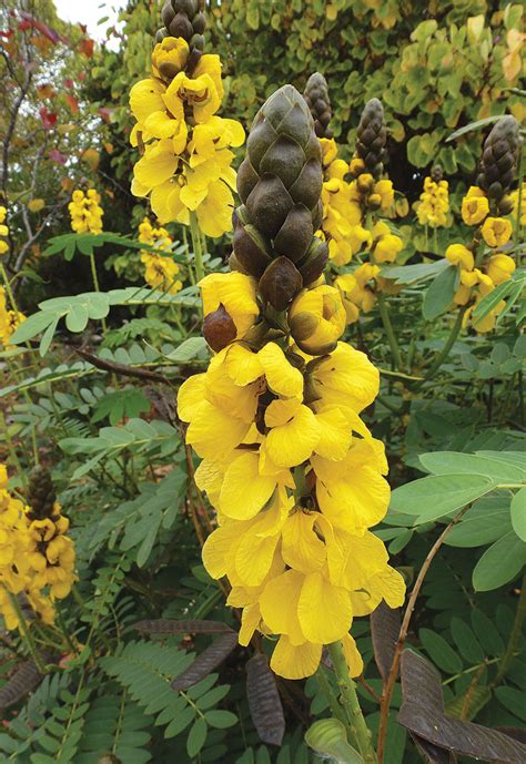 Cassia Didymobotrya Popcorn Cassia Buy Online At Annie S Annuals
