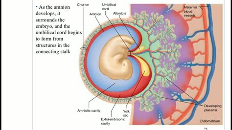 Placenta And Embryonic Layers Youtube