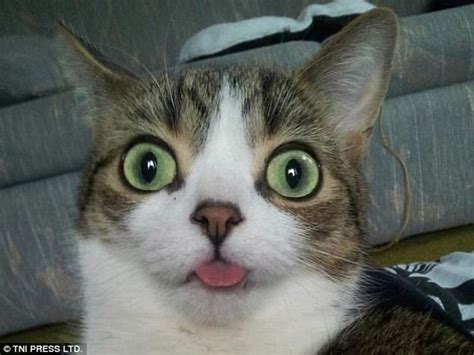 ugly cats are posted on purrtacular website daily mail online