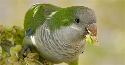 la cotorrita argentina parrot bird animals bird aviary parrots parrot bird animales