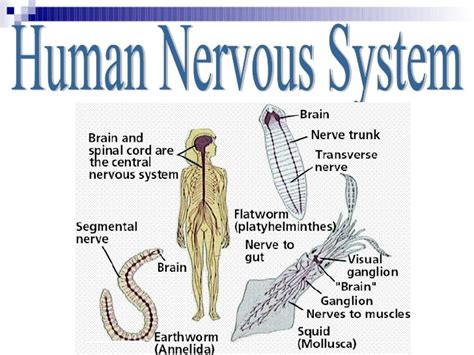 Nervous System Of Human Body Pdf Newish