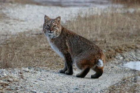 Proposed Nh Bobcat Hunting Season Faces Another Key Vote 23b