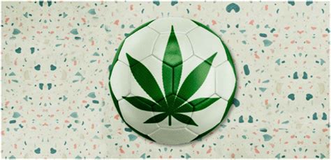 la fiebre cannábica del fútbol venta de marihuana y hash extraccion