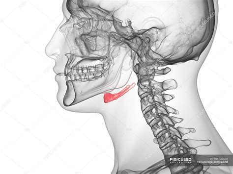hyoid bone  transparent human body computer illustration  skeleton stock photo