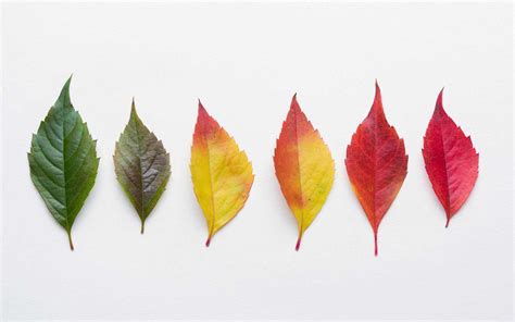 leaves change color  autumn