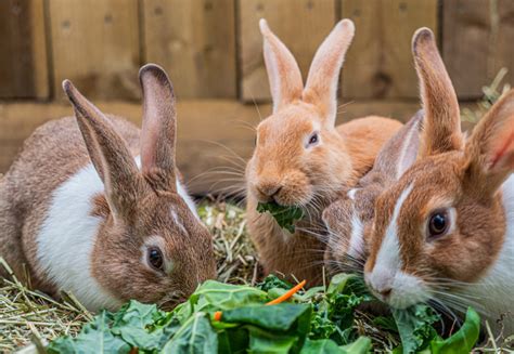 companionship rabbit welfare