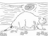 Coloring Beaver Branch North American Pages Supercoloring Printable Beavers sketch template