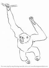 Siamang Gibbon Drawingtutorials101 Rhesus Macaque Primates sketch template