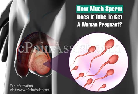 how much sperm does it take to get a woman pregnant