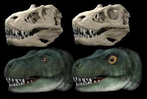 grosse raubsaurier wie der  rex entwickelten unterschiedliche