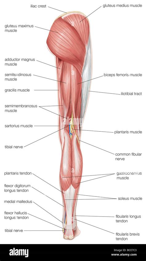 posterior thigh nerves