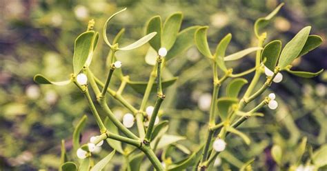 What Are The Health Benefits Of Mistletoe Extract Livestrong