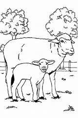 Sheep Coloring Mother Baby Her Pages Kids Coloringsky Choose Board sketch template