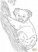 Koala Coloring Pages Tree Climbing Printable Bear Koalas Drawing Categories sketch template