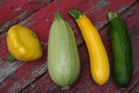 Squash And Zucchini Difference